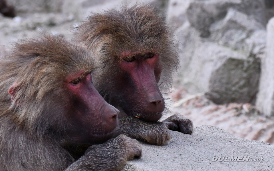 Hamadryas baboon (Papio hamadryas)